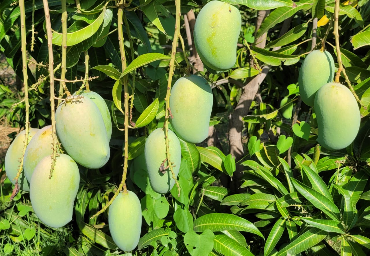 100% Organic Cultivation